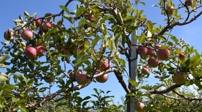 Apple Picking at Wasem Fruit Farm!